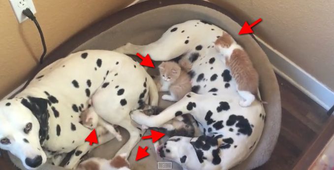 They Just Rescued 5 Tiny Babies. Just Wait Until You See This. OH MY GOODNESS!