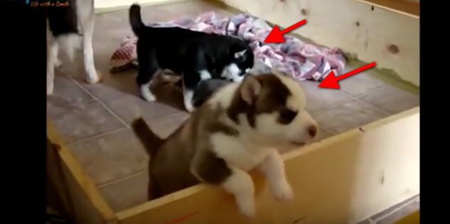 These Baby Puppies Are Just Learning How To Howl And It’s So Cute To Watch!