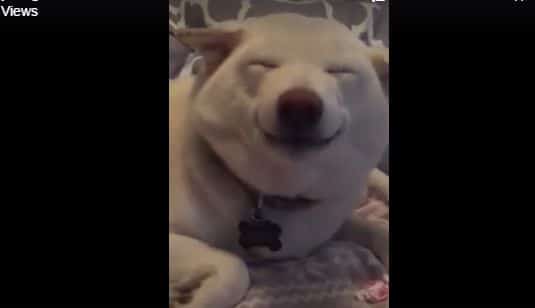 Her Dog Has A Big, Squinty Smile And You Won’t Believe Why. LOL!