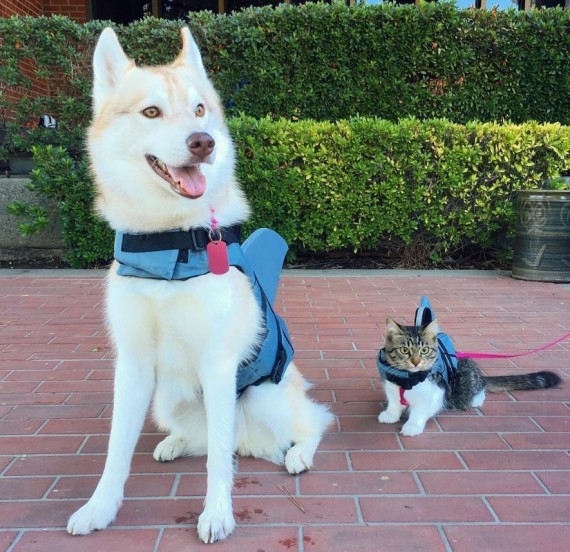 Now that Rosie is grown up, she may be having a bit of an identity crisis. ;)