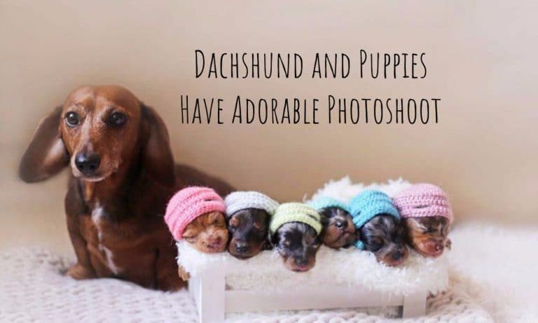 Dachshund and Puppies Share The Most Adorable Family Photo-shoot