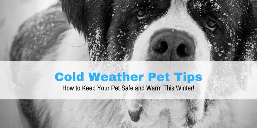 How To Keep Your Dog Warm In Cold Weather