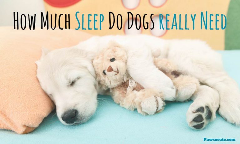 How Much Do Dogs Sleep and How Many Hours Does Fido Really Need Per Day?