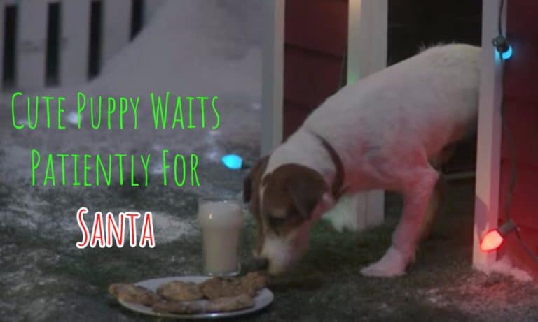 A Cute Puppy Waited Patiently For Santa. What Happened Next Melted My Heart.