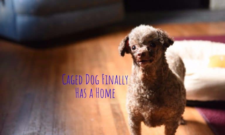 After Life in a Cage, This Dog Has a Home for the First Time