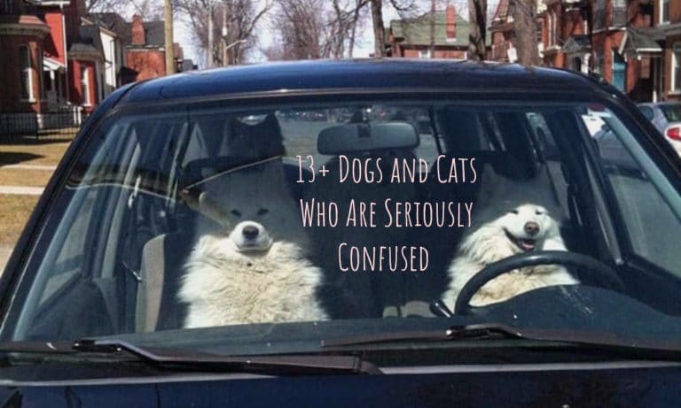 13+ Adorable Dogs and Cats Who Are Seriously Confused (#9 is the Greatest!)