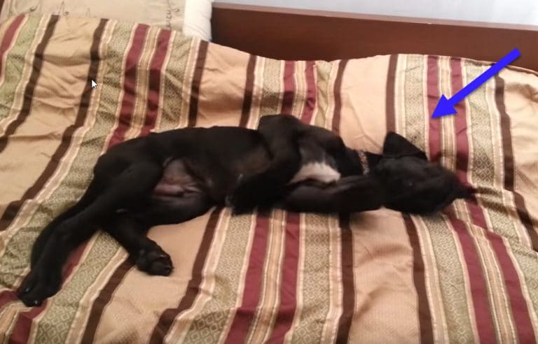 Great Dane Isn’t Ready to Get Out of Bed! (When You See, You Will Totally Relate)