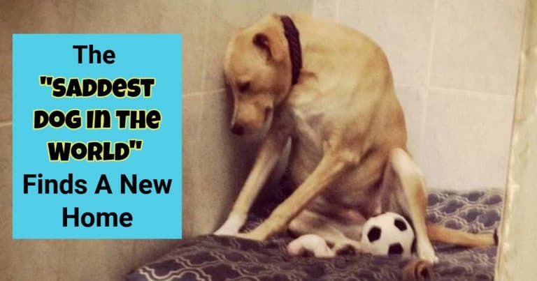 The “Saddest Dog In The World” Finds A New Home Just Moments Before Being Put To Sleep