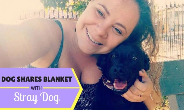 Dog Shares Her Blanket With Stray Dog Left Abandoned In The Street!