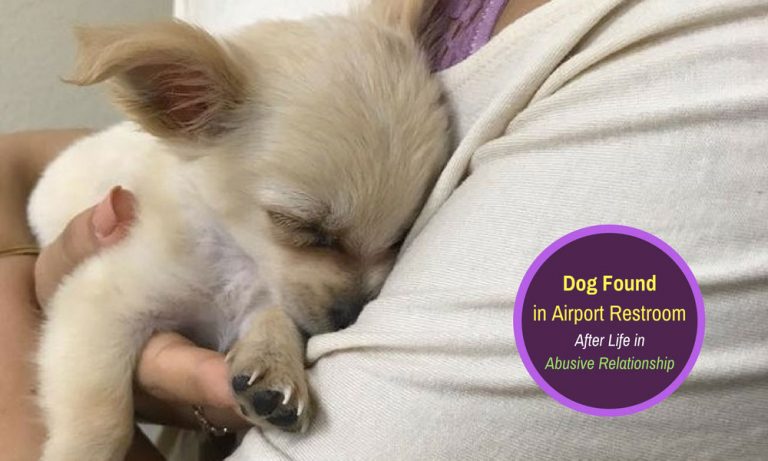Dog Found in Airport After Life in Abusive Relationship