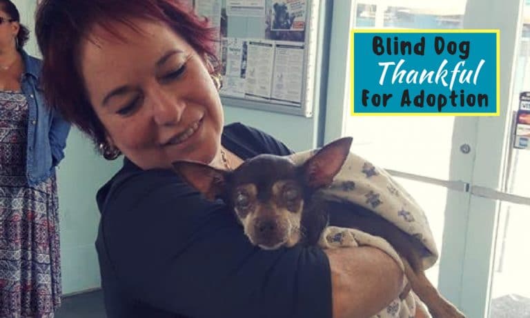 14-Year-Old Blind Dog is Thankful for Her Adoption