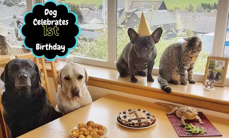 Dog Celebrates First Birthday with Her Whole Family