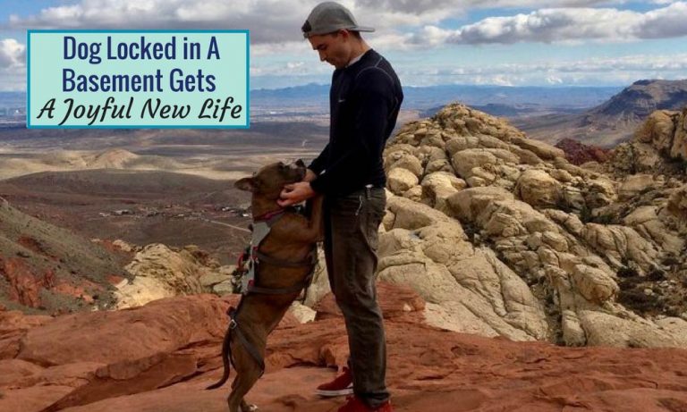 Dog Locked In Basement For A Year Finds Joy With New Dad