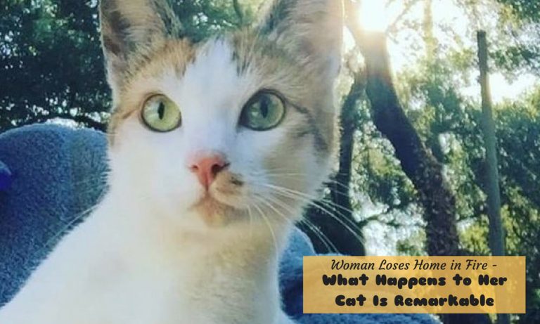 Woman Loses Home in Fire But What Happens to Her Cat Is Remarkable