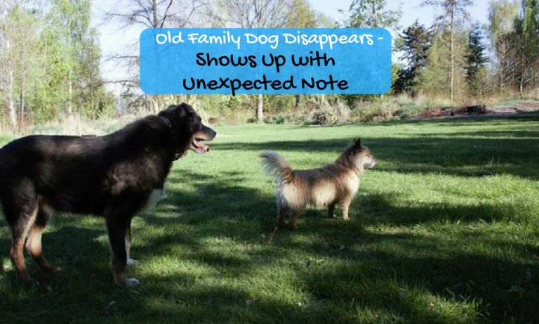Old Family Dog Disappears – Shows Up With Unexpected Note