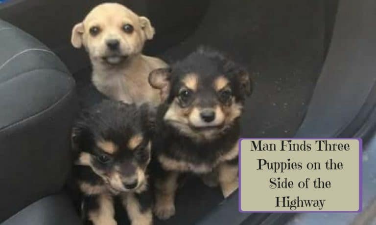 Man Finds Three Puppies on the Side of the Highway