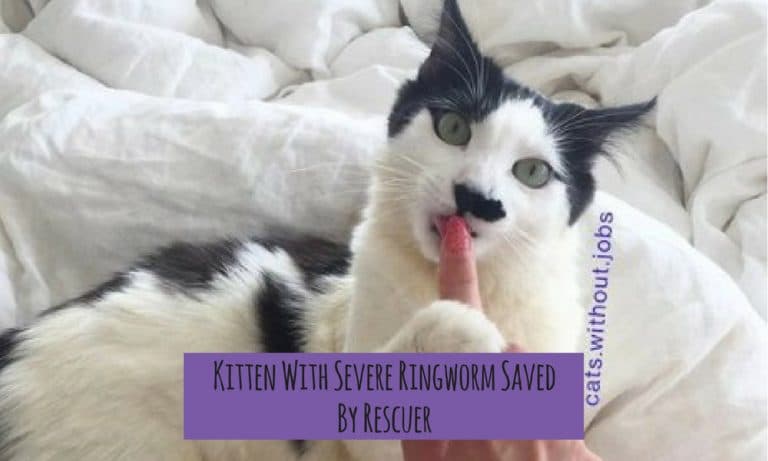 Kitten With Severe Ringworm Saved By Rescuer