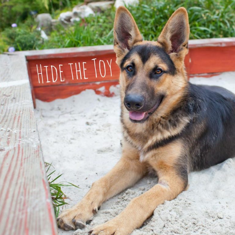 20+ Dog Friendly Outdoor Activities for Dogs and Dog Owners to Enjoy!