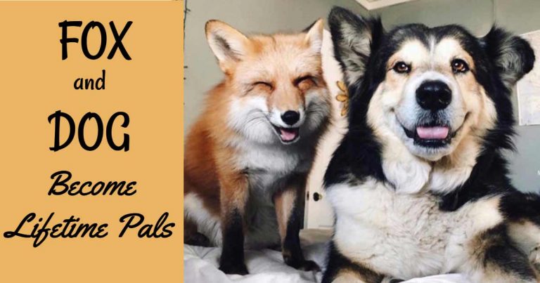 Fox and Dog Become Lifetime Pals