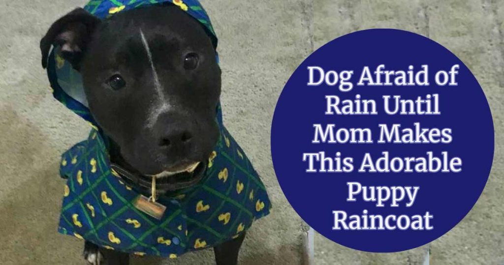Why Are Dogs Afraid Of Rain