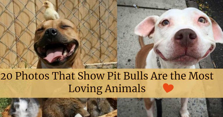 20 Photos That Show Pit Bulls Are the Most Loving Animals
