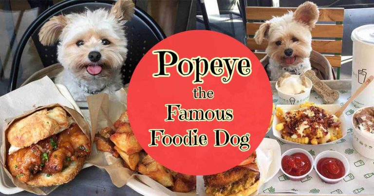 Popeye the Famous Foodie Dog