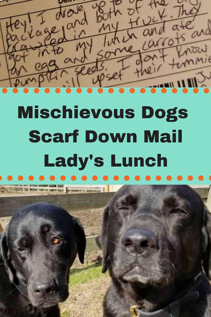 Two Dogs Can't Help But To Eat Mail Lady’s Lunch Then Write Her This