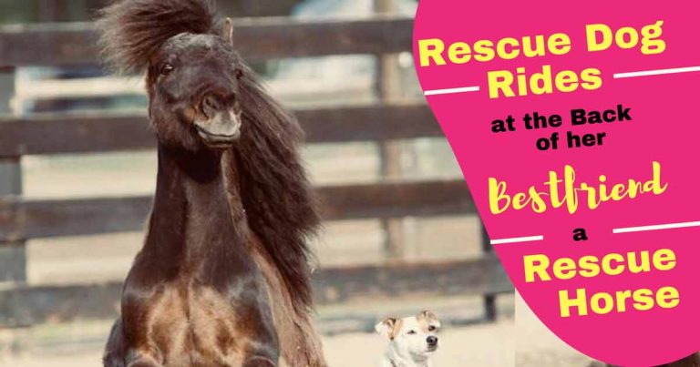 Rescue Dog Rides On The Back Of The Most Unlikely Friend