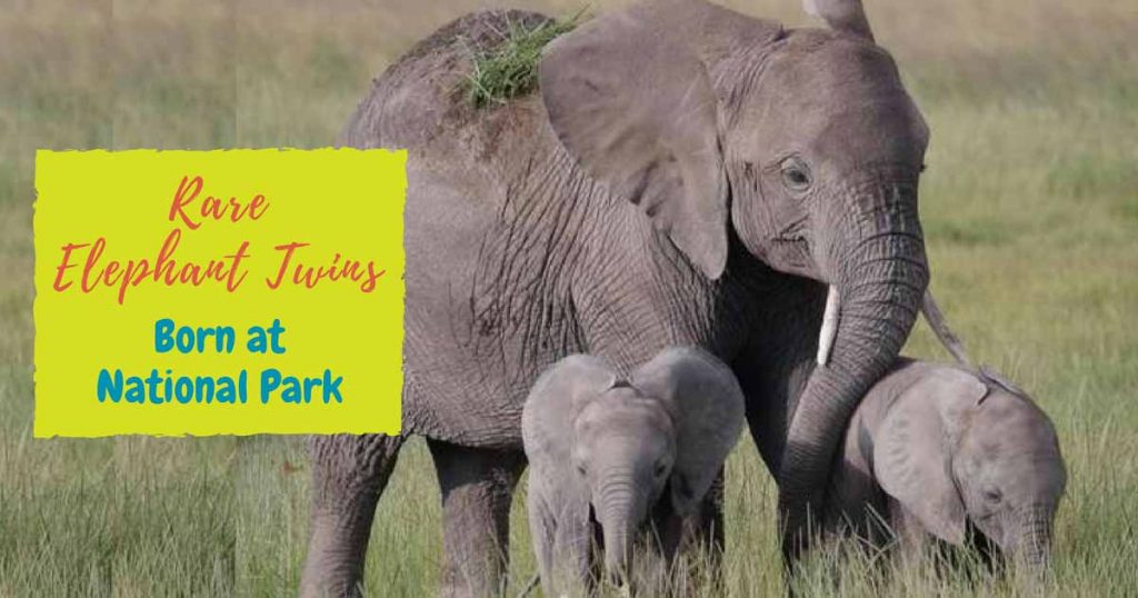 Extremely Rare Elephant Twins Born At National Park PawSoCute