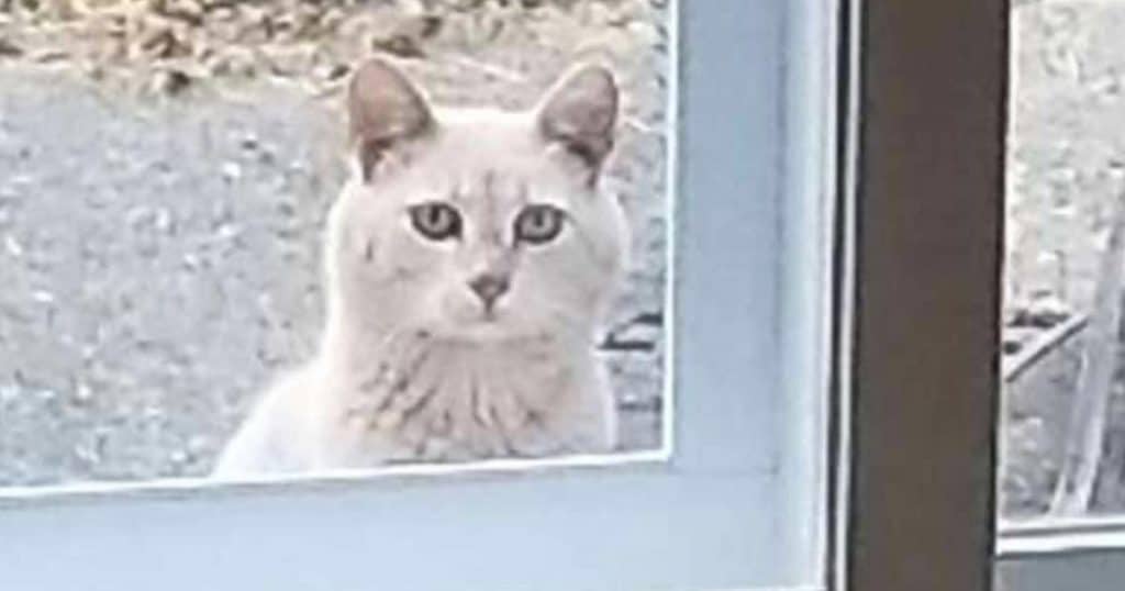 Family Moving Into New Home Shocked To Find A Note About This Feral Cat