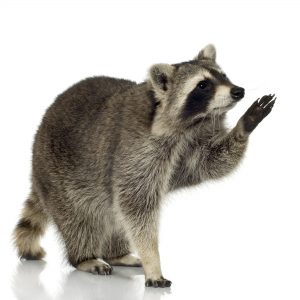 raccoon (9 months) - Procyon lotor